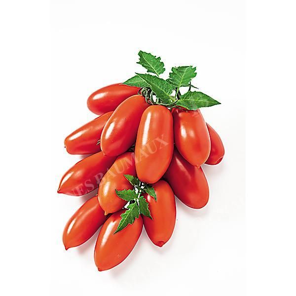 TOMATE F1 CENTOPERCENTO