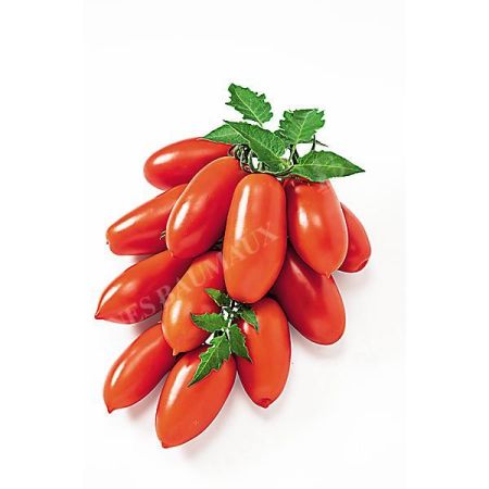 TOMATE F1 CENTOPERCENTO
