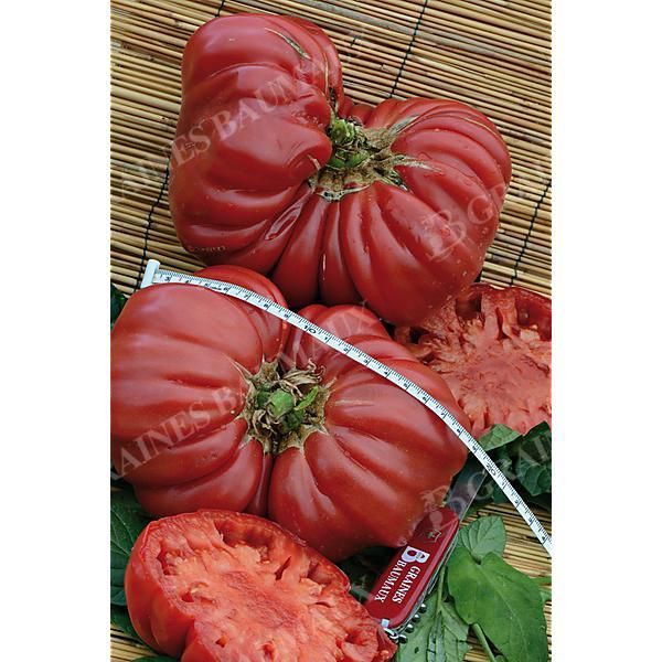TOMATE greffée HOMESTEAD
