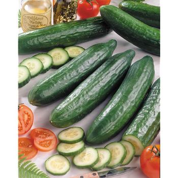 CONCOMBRE LEREMARQUABLE® (F1 slice king)