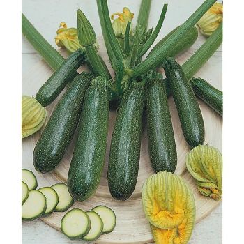 COURGETTE F1 ZODIAC