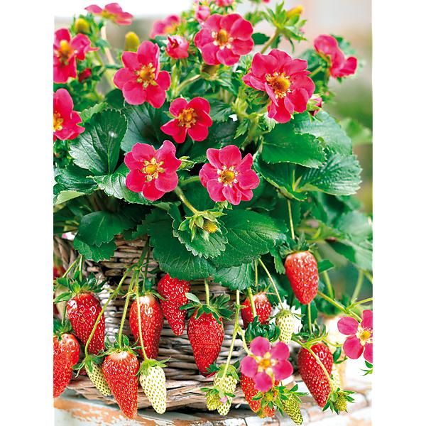FRAISIER F1 TOSCANA DEEP ROSE
