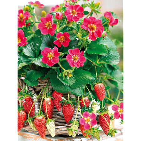 FRAISIER F1 TOSCANA DEEP ROSE