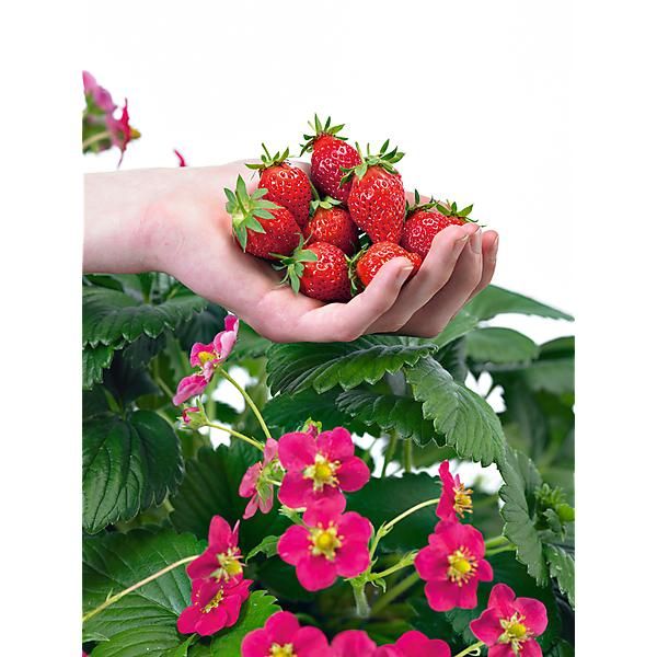 FRAISIER F1 TOSCANA DEEP ROSE