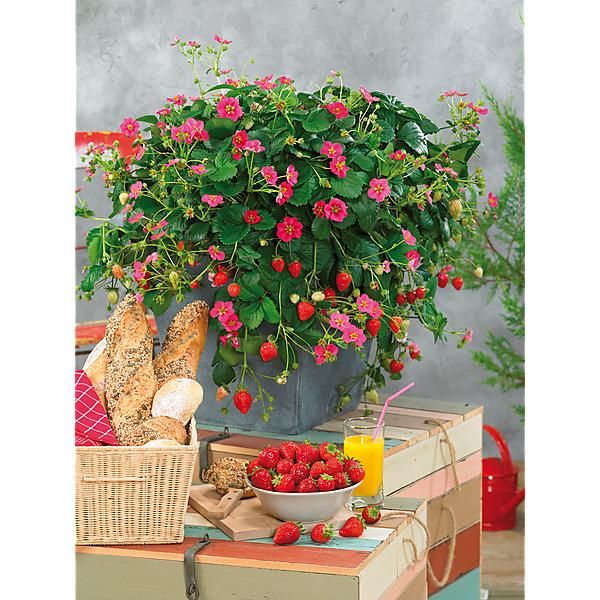 FRAISIER F1 TOSCANA DEEP ROSE