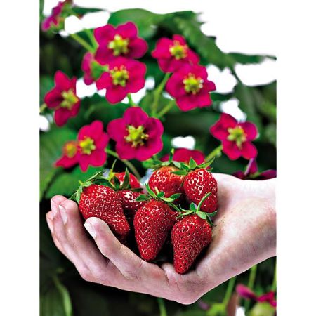 FRAISIER F1 TOSCANA DEEP ROSE