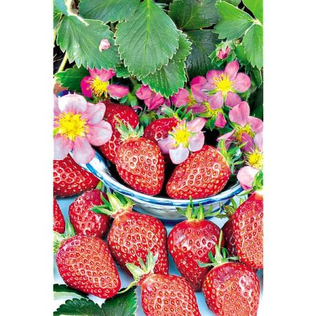 FRAISIER F1 TOSCANA DEEP ROSE