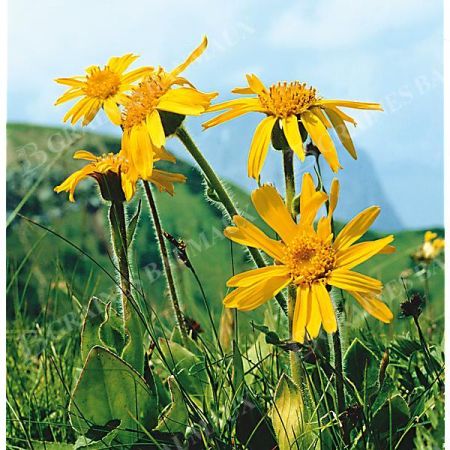 ARNICA montana ARBO