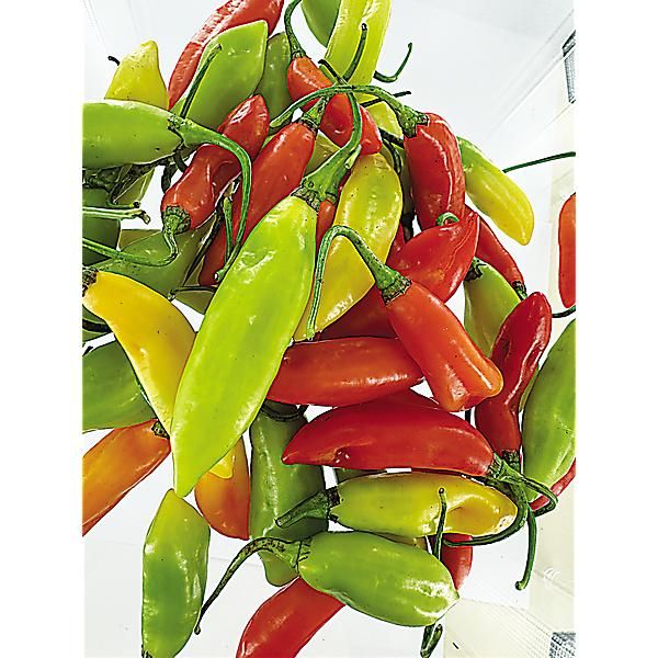 PIMENT VÉGÉTARIEN (c. chinense)