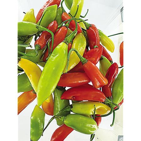 PIMENT VÉGÉTARIEN (c. chinense)