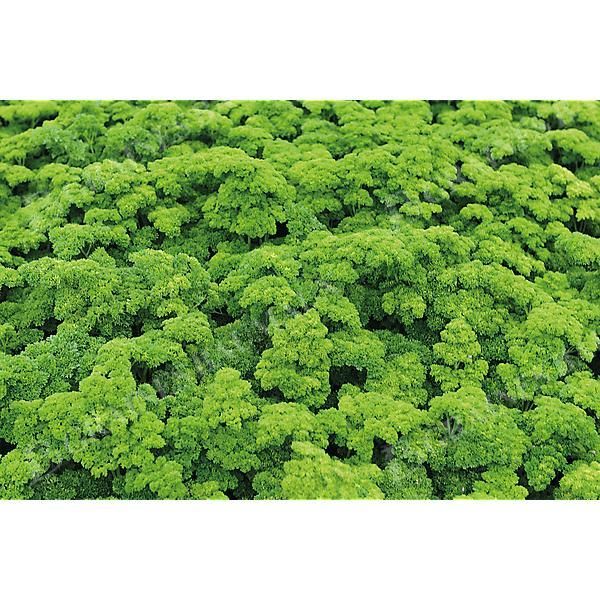 Graines de persil variété Frisé vert foncé race Verbo Vilmorin semis de février à septembre