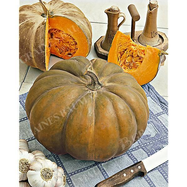 COURGE musquée MUSCADE de PROVENCE Bio