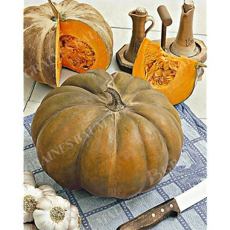 COURGE musquée MUSCADE de PROVENCE Bio