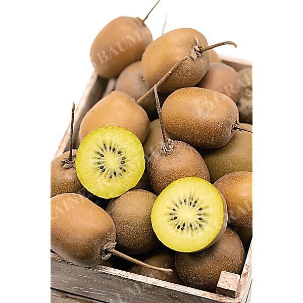 ACTINIDIA CHINENSIS GOLDEN KIWI