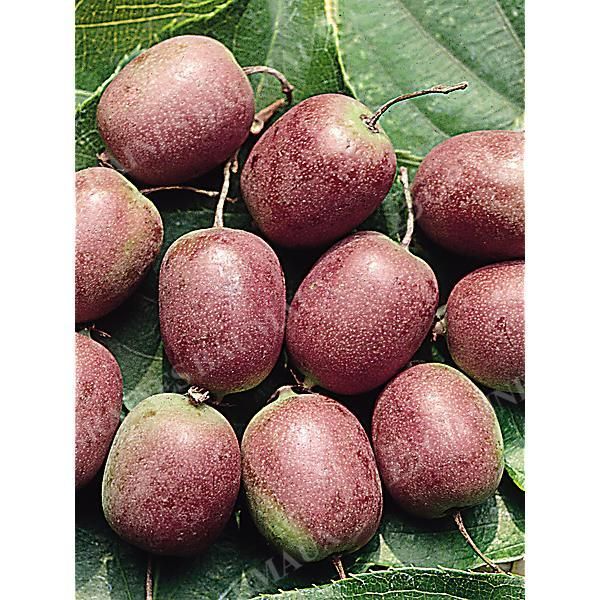 ACTINIDIA ARGUTA ou KIWAÏ de SIBÉRIE