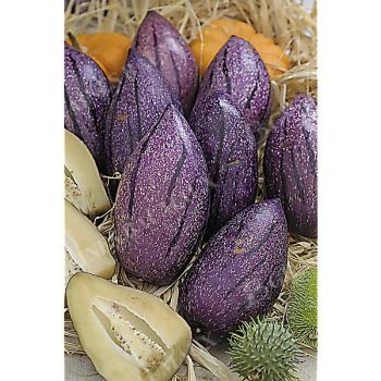 POIRE-MELON (solanum muricatum) PUTUMAYO