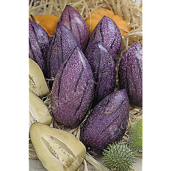 POIRE-MELON (solanum muricatum) PUTUMAYO
