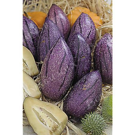 POIRE-MELON (solanum muricatum) PUTUMAYO
