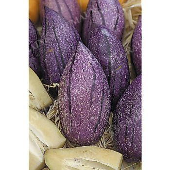 POIRE-MELON (solanum muricatum) PUTUMAYO 2