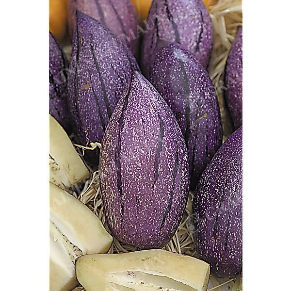 POIRE-MELON (solanum muricatum) PUTUMAYO