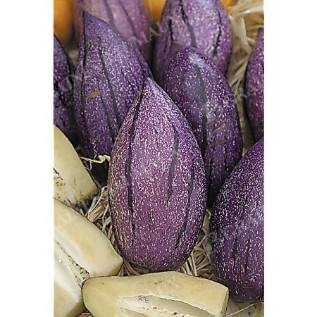 POIRE-MELON (solanum muricatum) PUTUMAYO