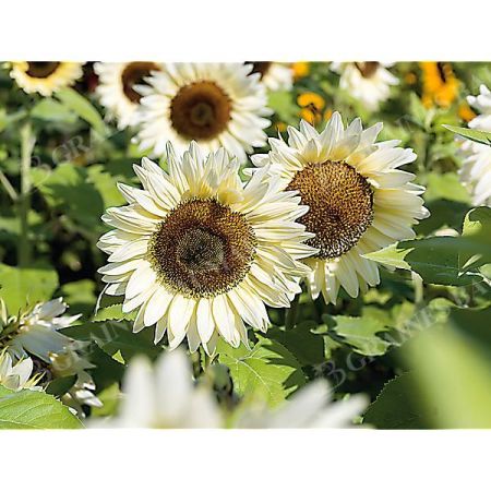 SOLEIL F1 PROCUT® WHITE LITE