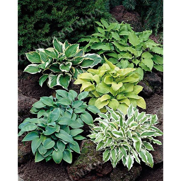HOSTA en MÉLANGE de 5 VARIÉTÉS