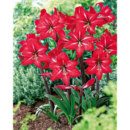 AMARYLLIS de jardin RED TIGER