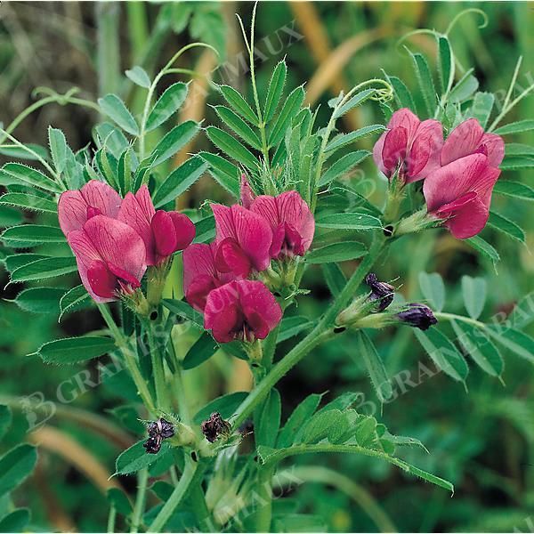 VESCE POPANY (vicia sativa)