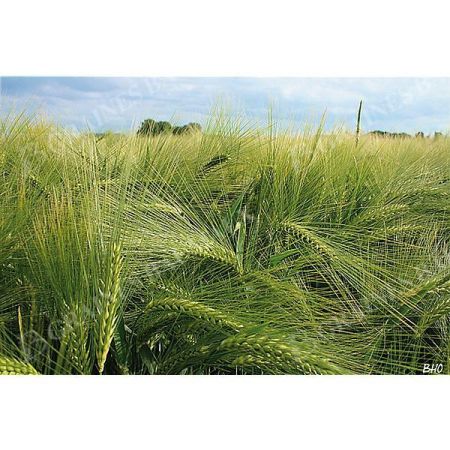 SEIGLE ANTONINSKIE (secale céreale)