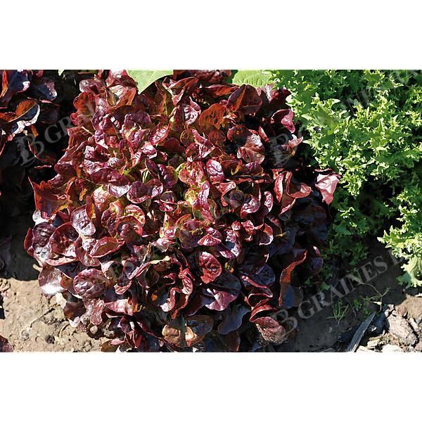 LAITUE feuille de chêne rouge CALIBAI