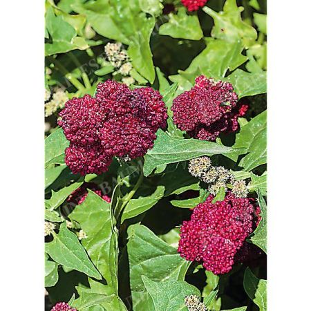 ÉPINARD FRAISE RED BERRIES (chenopodium virgatum)