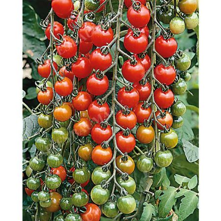 TOMATE GARDENER'S DELIGHT