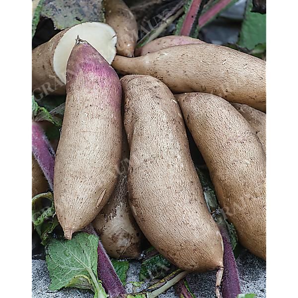 POIRE DE TERRE (smallanthus sonchifolius)