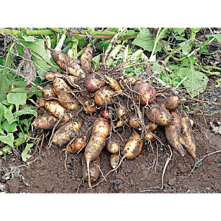 POIRE DE TERRE (smallanthus sonchifolius)