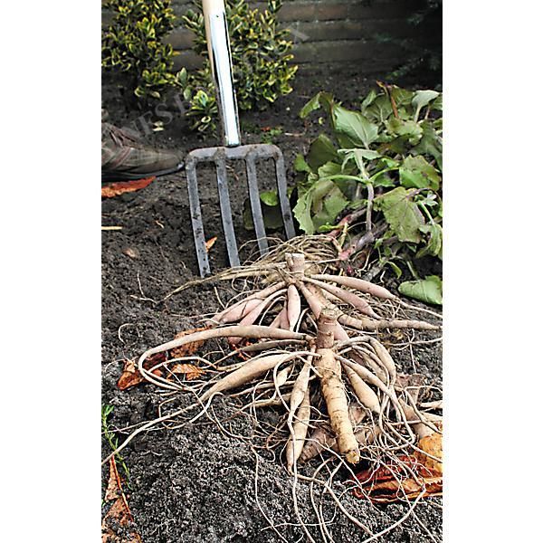 POIRE DE TERRE (smallanthus sonchifolius)