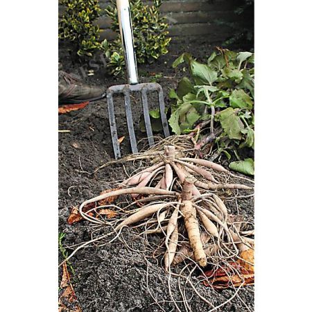 POIRE DE TERRE (smallanthus sonchifolius)