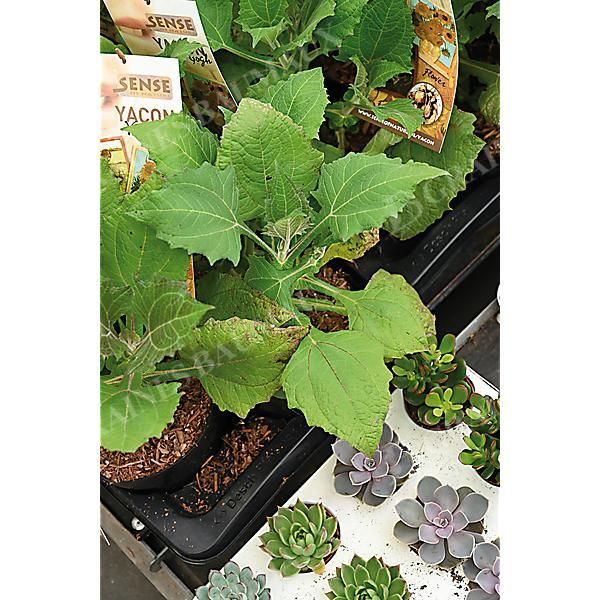 POIRE DE TERRE (smallanthus sonchifolius)