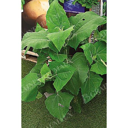 POIRE DE TERRE (smallanthus sonchifolius)