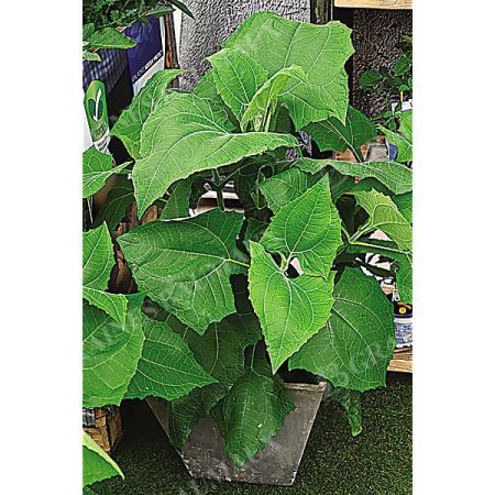 POIRE DE TERRE (smallanthus sonchifolius)