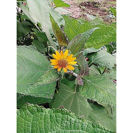 POIRE DE TERRE (smallanthus sonchifolius)