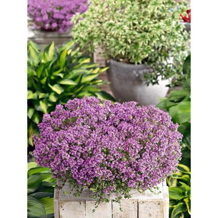 THYM DOUDOU ou laineux (thymus pseudolanguinosus)