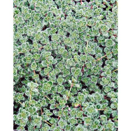 THYM DOUDOU ou laineux (thymus pseudolanguinosus)