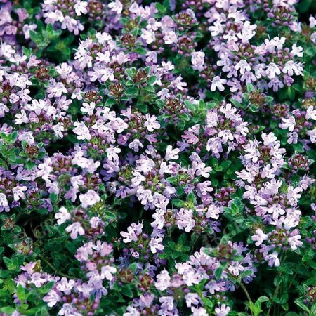 THYM DOUDOU ou laineux (thymus pseudolanguinosus)