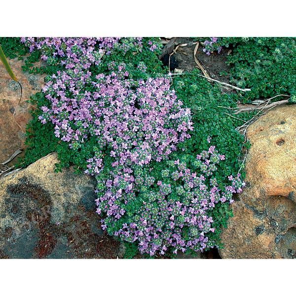THYM DOUDOU ou laineux (thymus pseudolanguinosus)