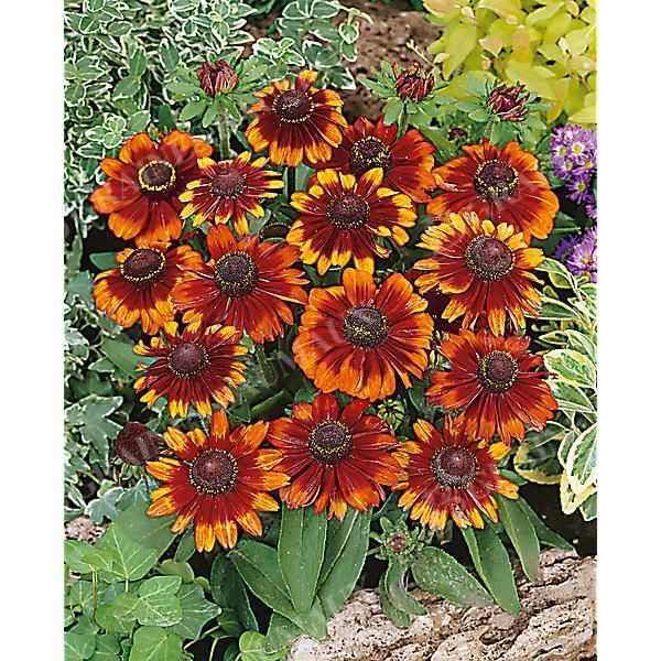 RUDBECKIA TOTO RUSTIC