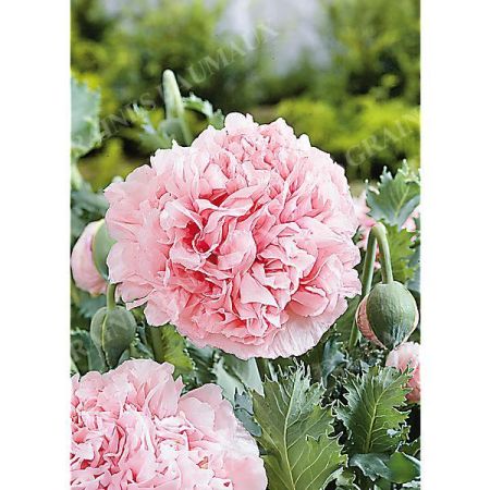 PAVOT SOMNIFERUM PEAONY PINK