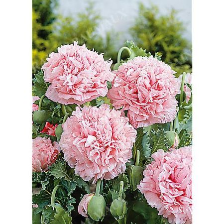 PAVOT SOMNIFERUM PEAONY PINK