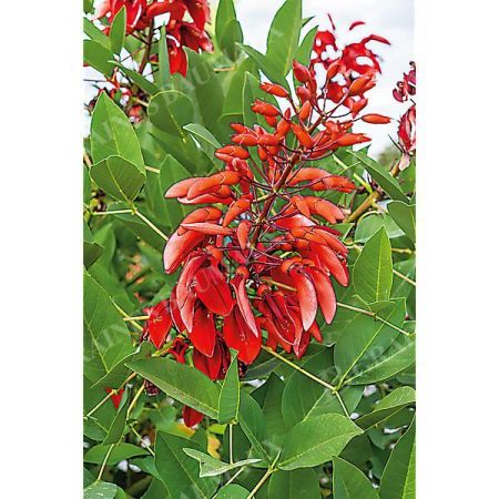 ERYTHRINA CRISTA-GALLI ou ARBRE CORAIL