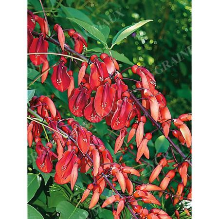 ERYTHRINA CRISTA-GALLI ou ARBRE CORAIL